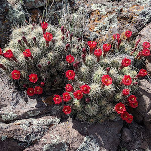 Meet your Posher, Shaylynn